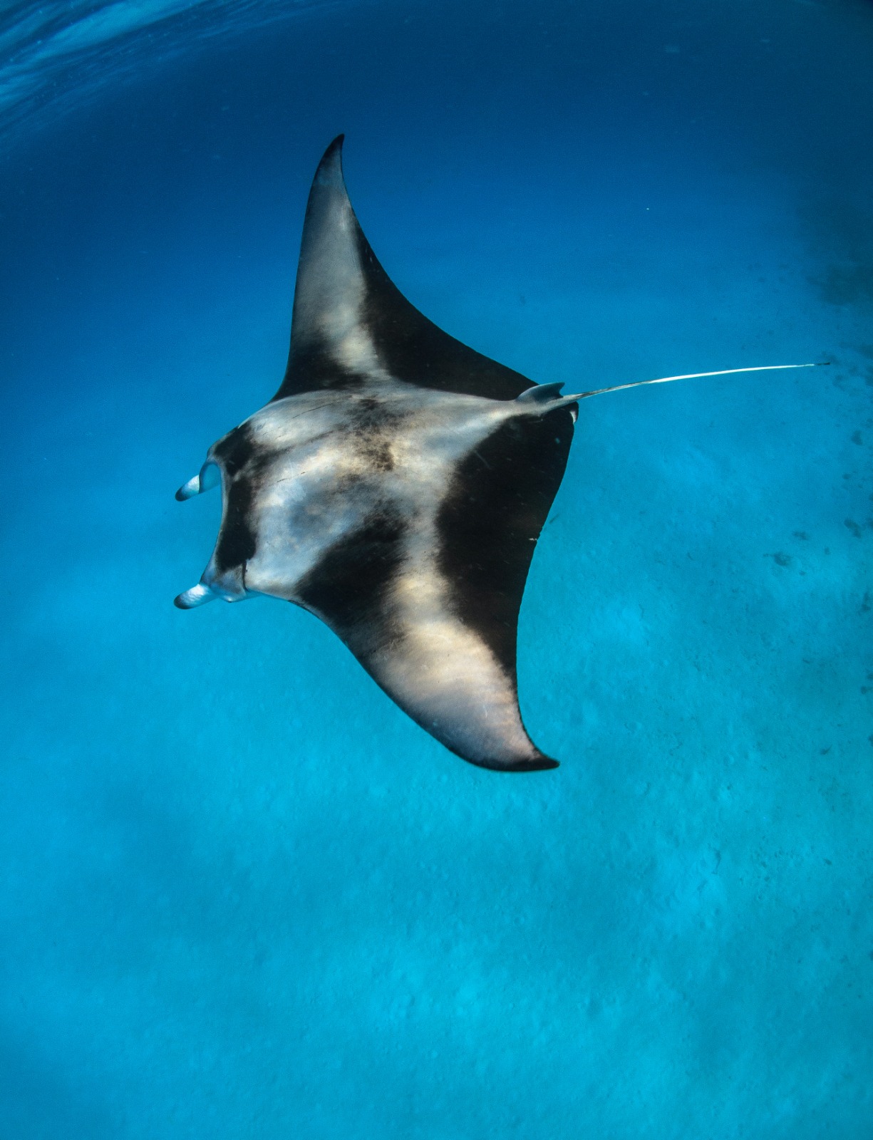 stingray